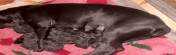 Cane Corso dogs for sale: 1 Stunning Blue Girl left Cane Corso Puppies - Advert 11
