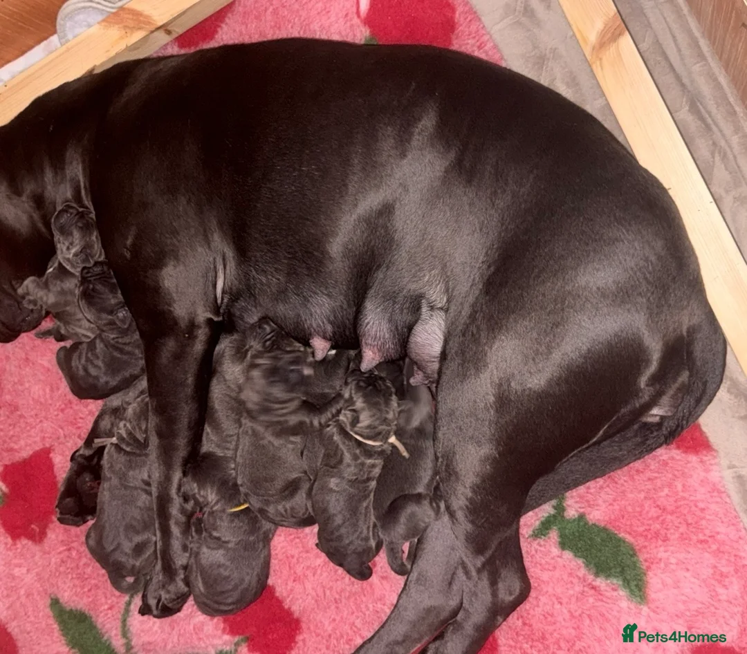 Cane Corso dogs for sale: 1 Stunning Blue Girl left Cane Corso Puppies - Advert 11