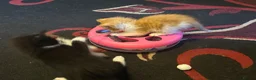 Mixed Breed cats for sale: 2 Beautiful Kittens - Advert 9