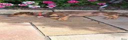 Mixed Breed dogs for adoption: MICA - a tiny survivor looking for a Loving Home - Advert 16