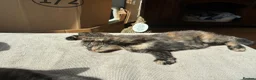 Mixed Breed cats for sale: Beautiful British x Domestic Tortie kittens - Advert 7