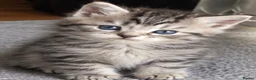 Persian cats for sale: beautiful Persian kittens 5.5 weekss - Advert 8