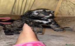 Cockapoo dogs for sale: black sable cockapoo girl  - Advert 40