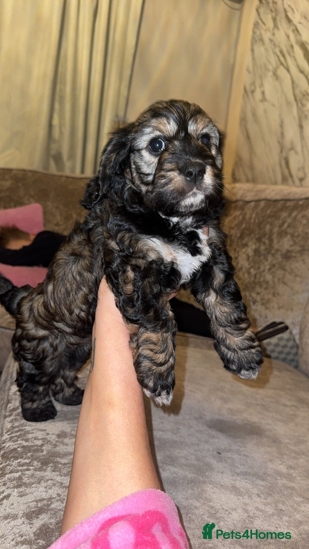 Cockapoo dogs for sale: black sable cockapoo girl  - Advert 40