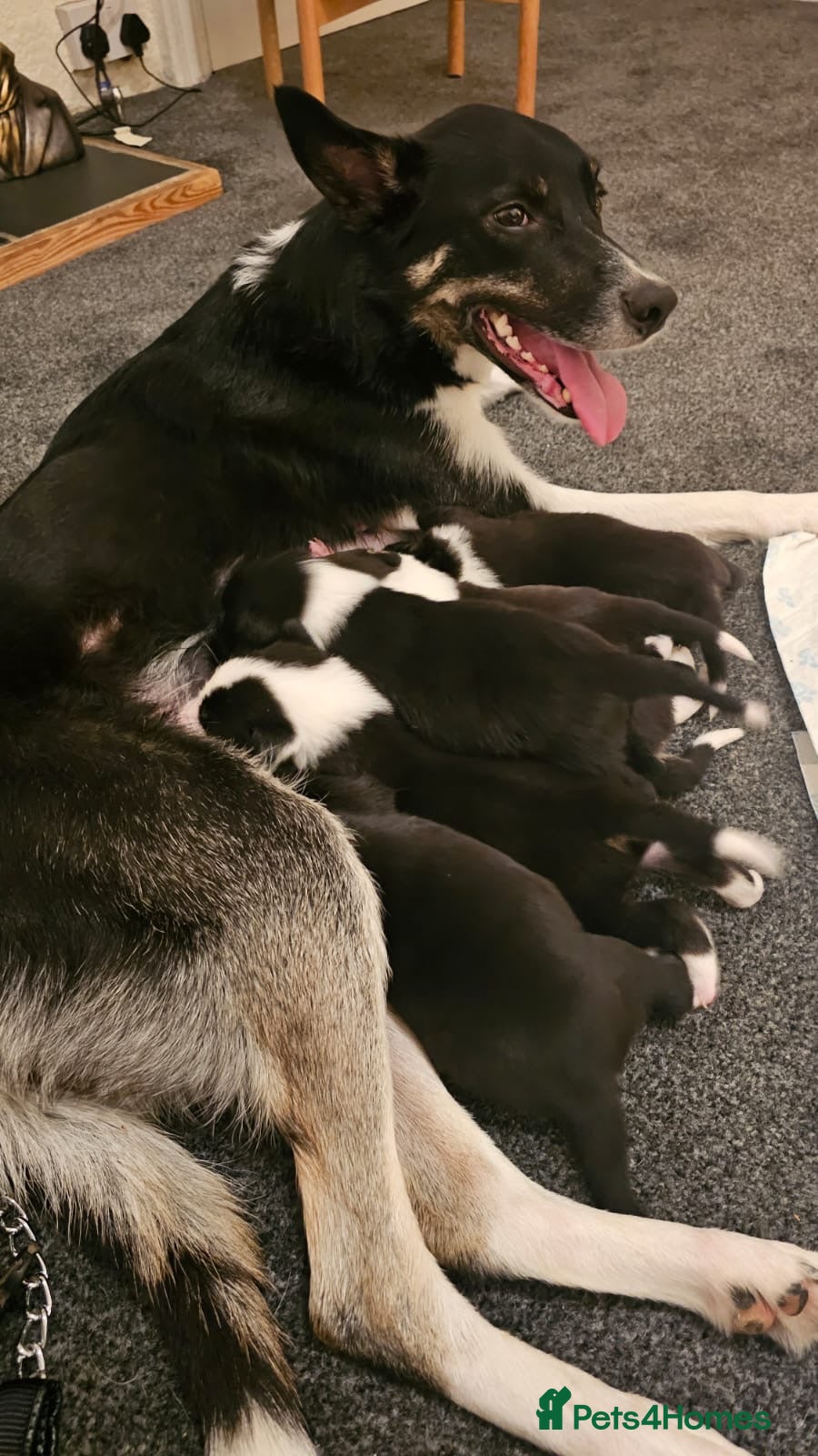 Border Collie dogs Outstanding Working Border Collie Puppies  - Advert 1