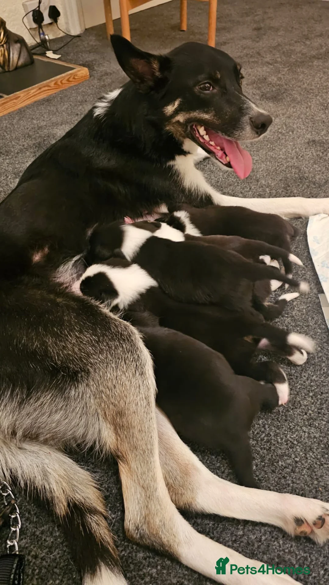 Border Collie dogs for sale: Outstanding Working Border Collie Puppies  in York - Advert 1