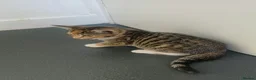 Mixed Breed cats for sale: Mixed Breed Kittens  - Advert 14