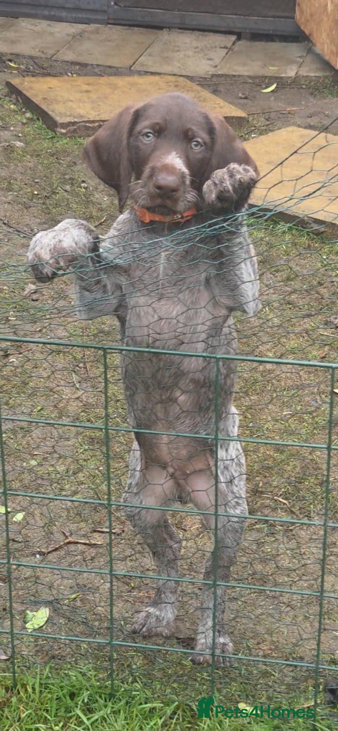 German Wirehaired Pointer dogs 1 Pup left!! Stunning German Wirehaired GWP - Advert 3