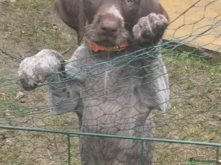 German Wirehaired Pointer dogs 1 Pup left!! Stunning German Wirehaired GWP - Advert 3