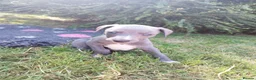 Whippet dogs for sale: Stunning coloured whippet puppies  - Advert 18
