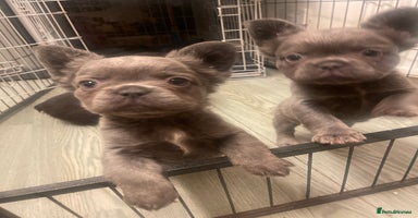 French Bulldog dogs - Advert 15