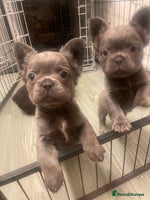 French Bulldog dogs - Advert 13