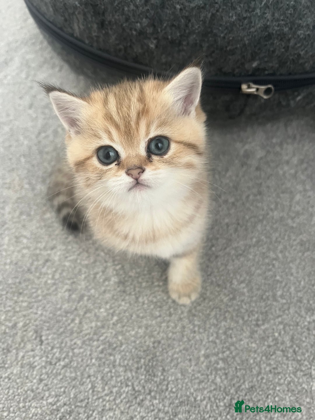 British Shorthair cats for sale: Two golden British Shorthair females - Advert 4