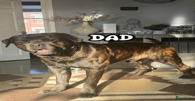 Cane Corso dogs - Advert 14
