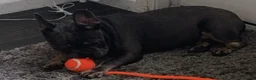 French Bulldog dogs for sale: Bella 🎀 - Advert 3