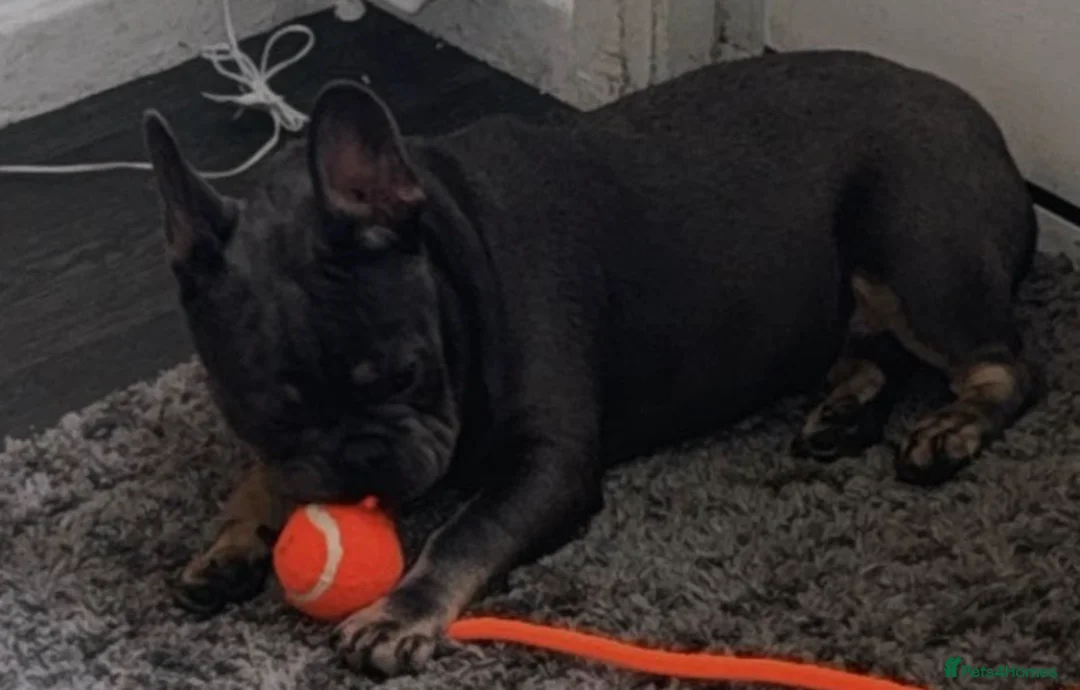 French Bulldog dogs for sale: Bella 🎀 - Advert 3