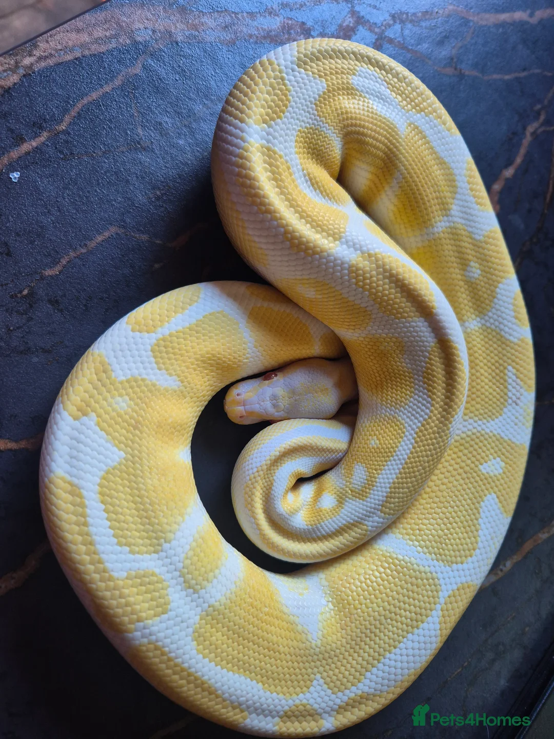 Python Snake reptiles for sale: Various ball pythons  - Advert 5