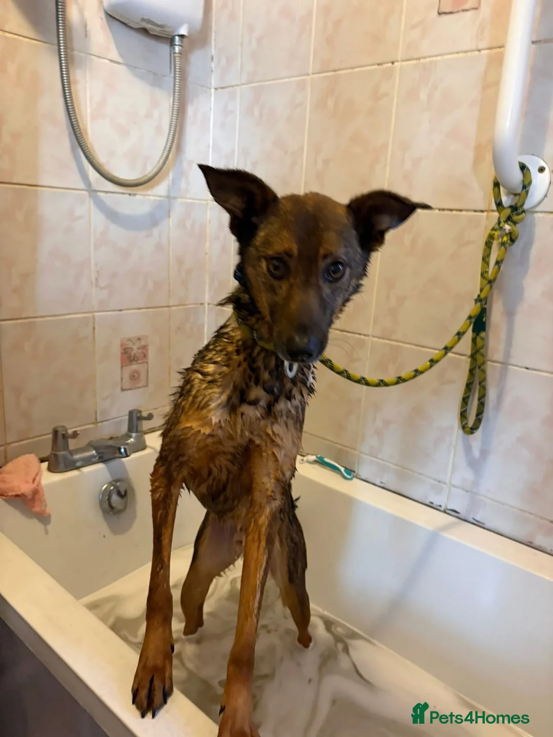 Mixed Breed dogs for adoption: Figgy - Norwich Norfolk  - Advert 2