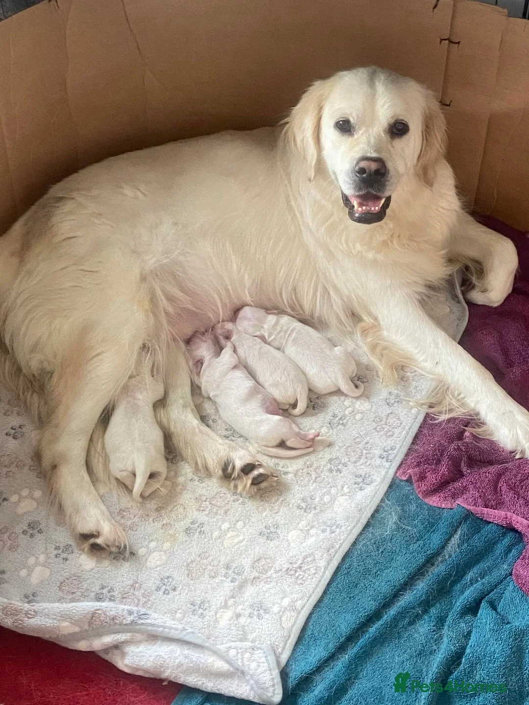 Golden Retriever dogs for sale: KC Registered Show Type Golden Retriever Puppies - Advert 1