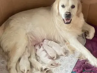 Golden Retriever dogs KC Registered Show Type Golden Retriever Puppies - Advert 3