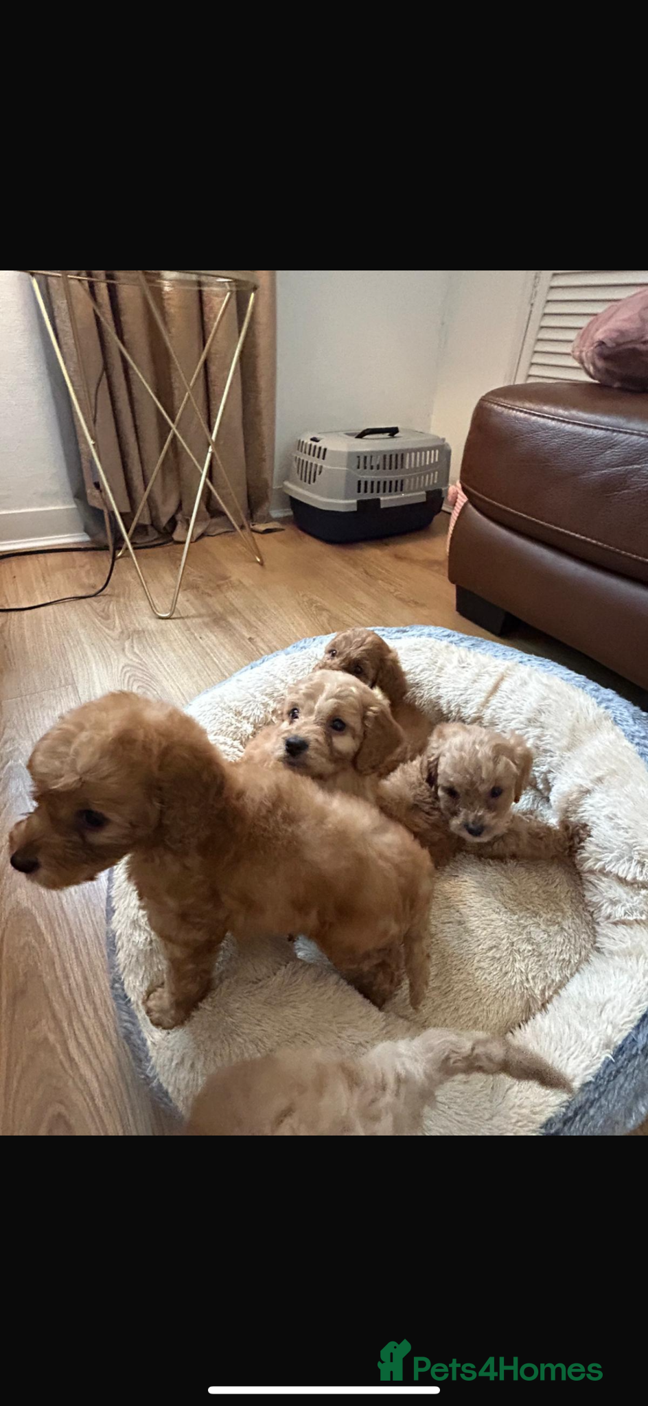 Cockapoo dogs for sale: Cockapoo puppies in Aberdeen - Advert 20