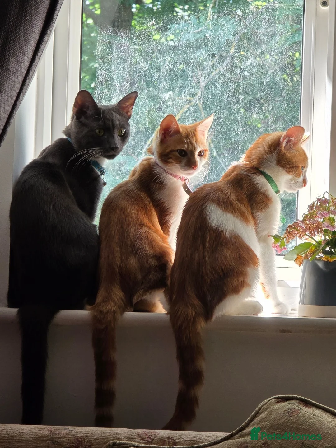 British Shorthair cats for sale: ONE MALE AND TWIN GIRLS  in Northolt - Advert 1
