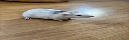 Rat rodents for sale: 3 lovely boy rats looking for a new home  - Advert 3