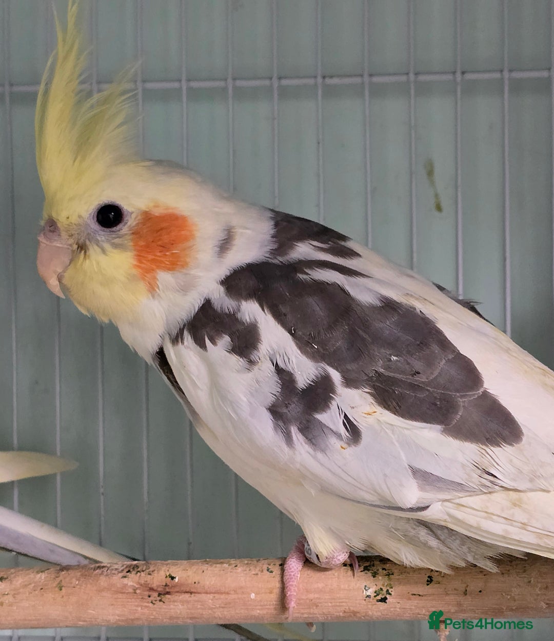 Cockatiels birds for sale: Beautiful Cockatiels & Kakarikis available now!!! - Advert 5