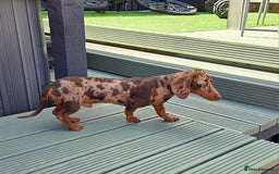 Miniature Dachshund dogs for stud: Choc & Tan Minature Dachshund STUD - Image 8