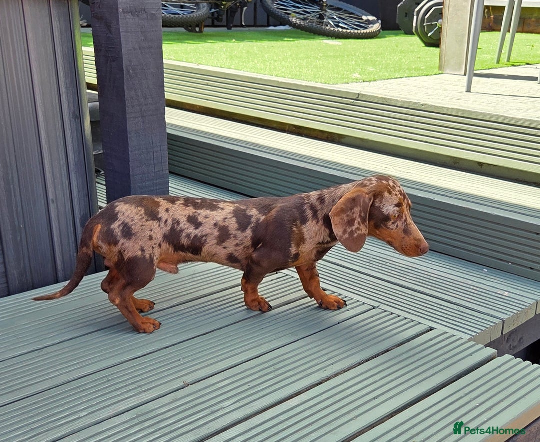 Miniature Dachshund dogs for stud: Choc & Tan Minature Dachshund STUD - Image 8