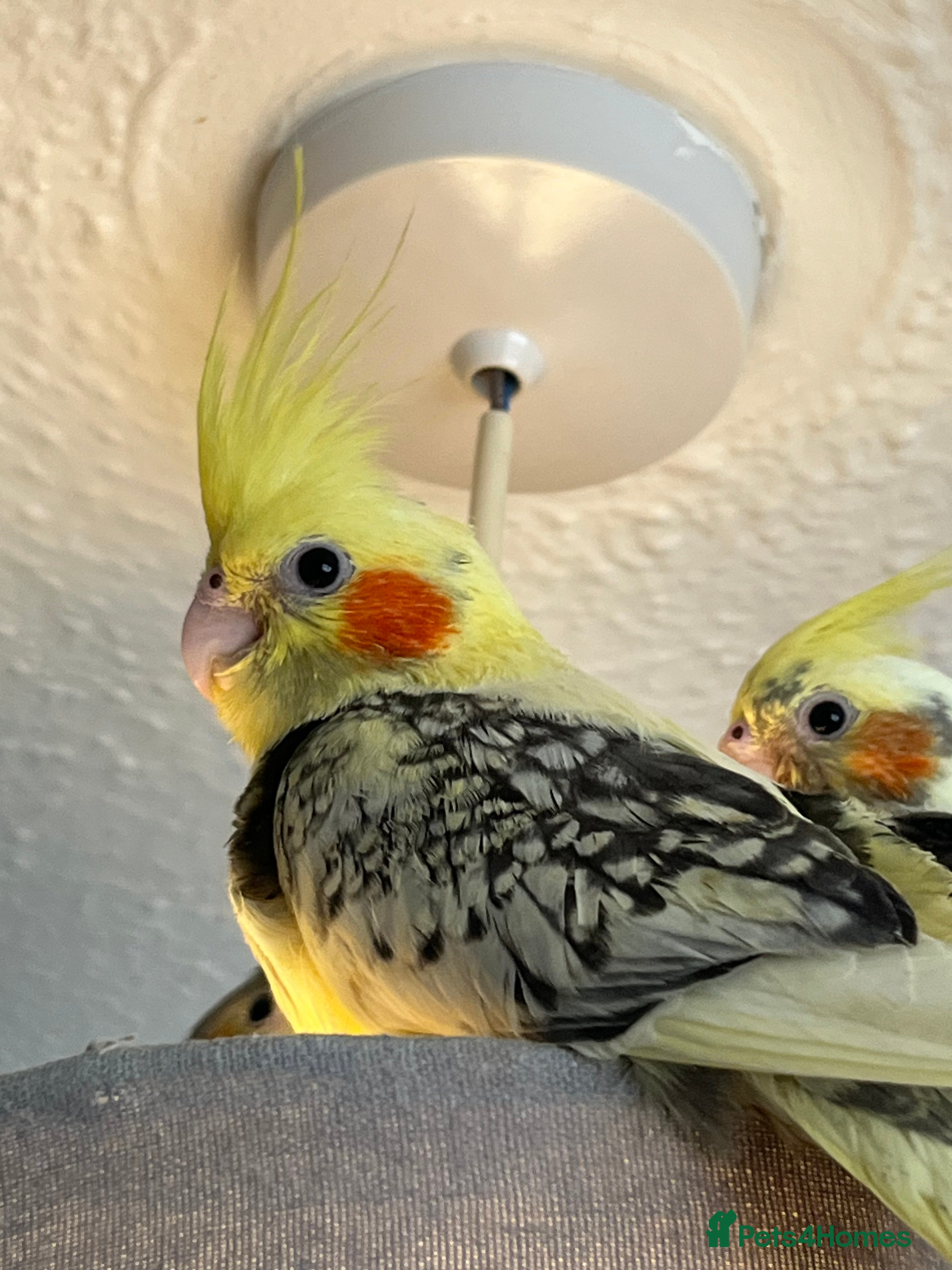 Cockatiels birds Hand reared and tamed baby cockatiels  - Advert 3