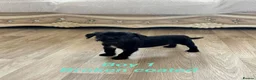 Patterdale Terrier dogs for sale: Patterdale terriers  - Advert 3