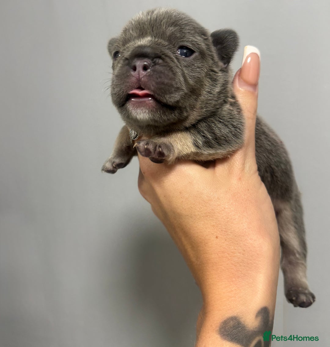 French Bulldog dogs for sale: One Female French bulldog  - Advert 15