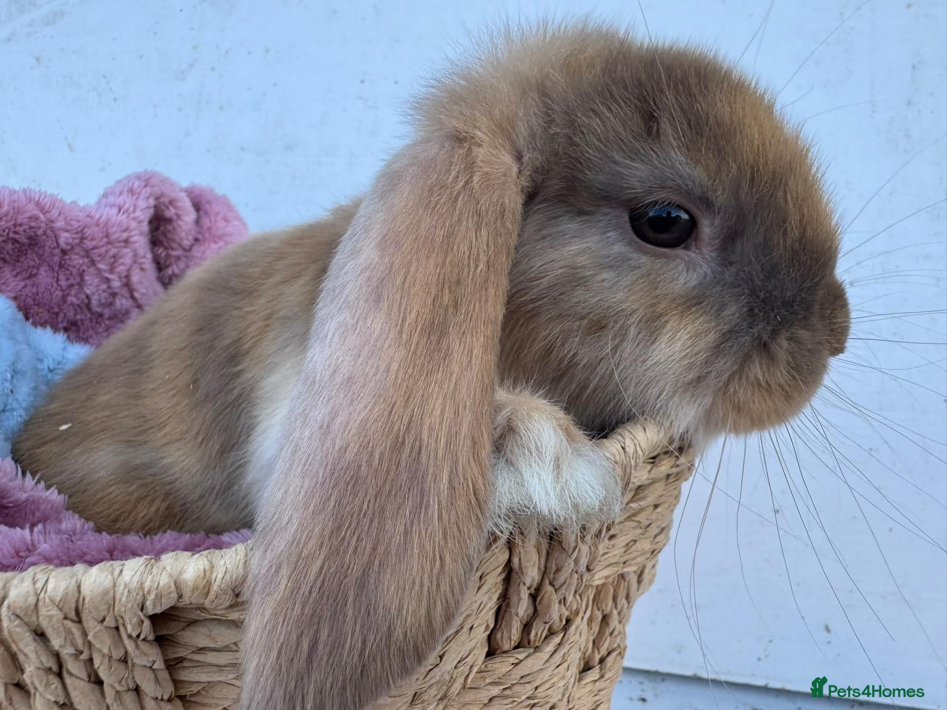 French Lop rabbits Pure breed Baby Giant French Lops Rabbits - Advert 2