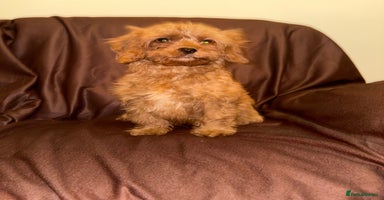 Cavapoo dogs in Dudley - Advert 7