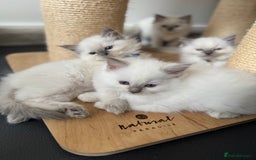 Ragdoll cats for sale: Adorable Ragdoll Kittens Seeking Forever Homes - Image 23