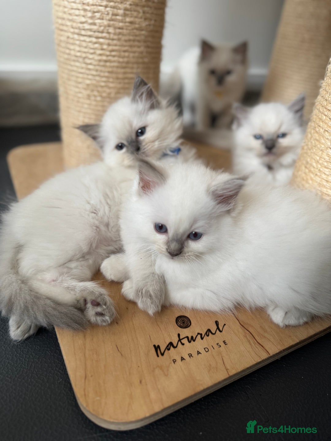 Ragdoll cats for sale: Adorable Ragdoll Kittens Seeking Forever Homes - Image 23