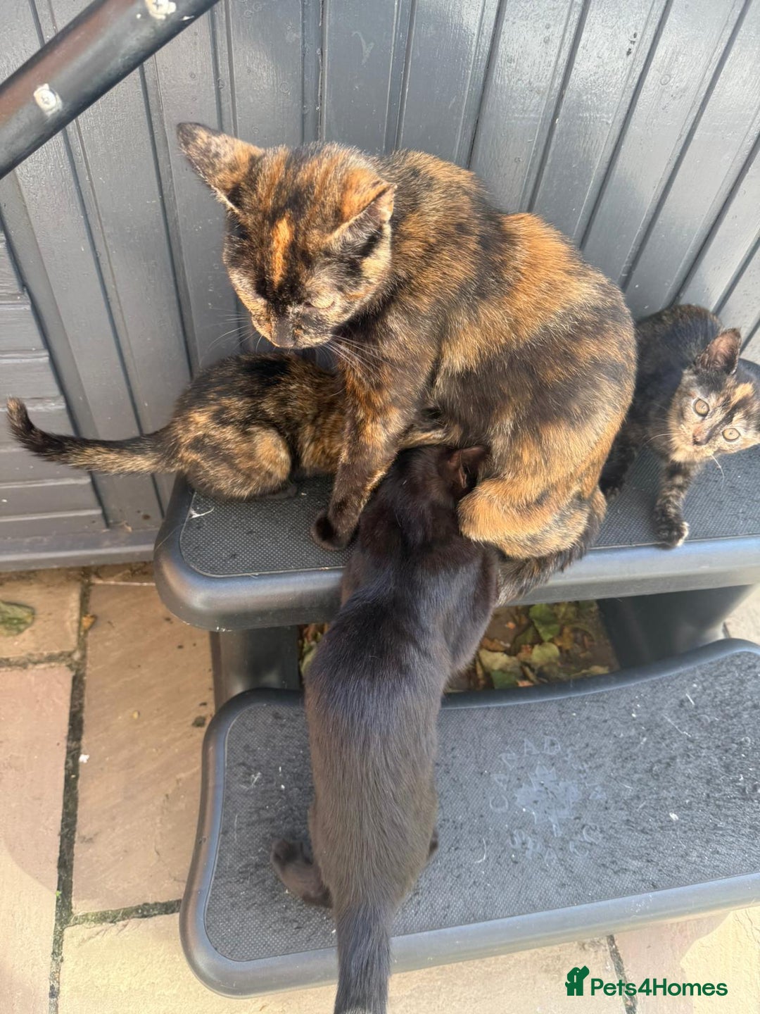 Mixed Breed cats for sale: Adorable playful well handled kittens  - Image 8