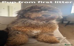 Miniature Poodle dogs for stud: Gorgeous Chocolate Merle Miniature Poodle Stud - Image 5