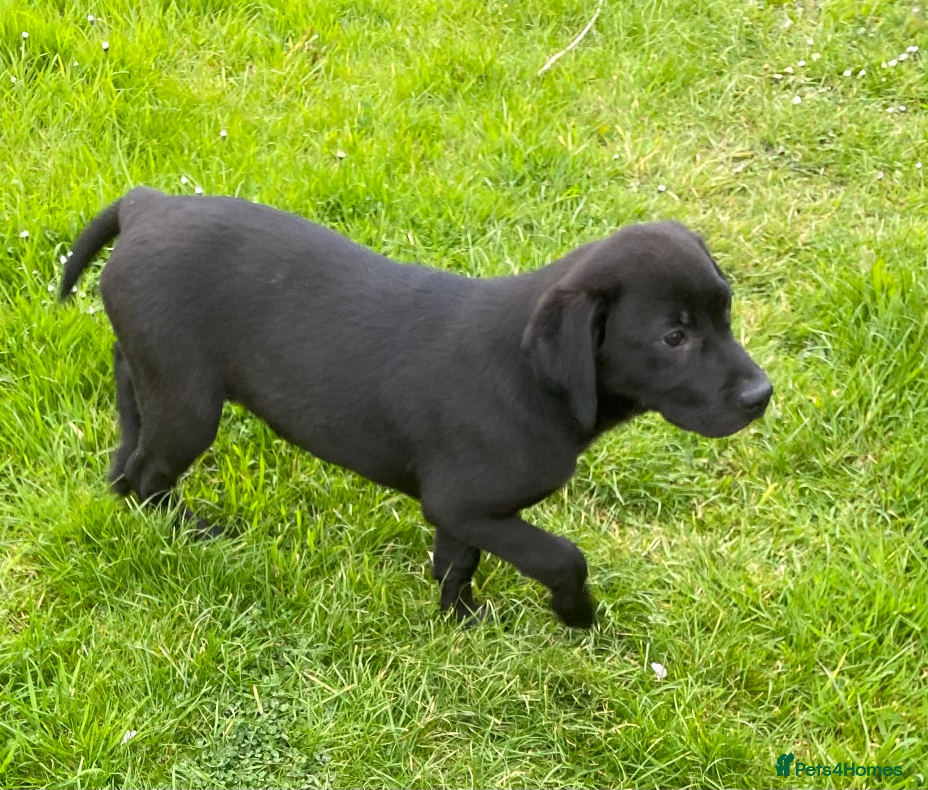 Labrador Retriever dogs KC Reg well bred Male puppies - Advert 1