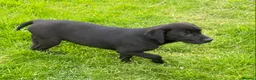 Labrador Retriever dogs for sale: KC Reg well bred Male puppies - Advert 1