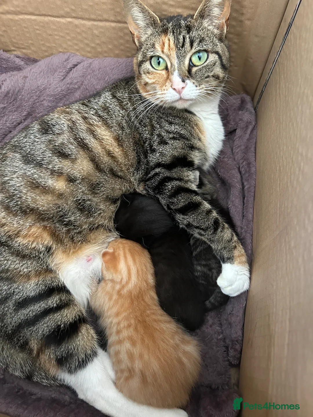 Mixed Breed cats for sale: Last two left in Stevenage - Advert 2