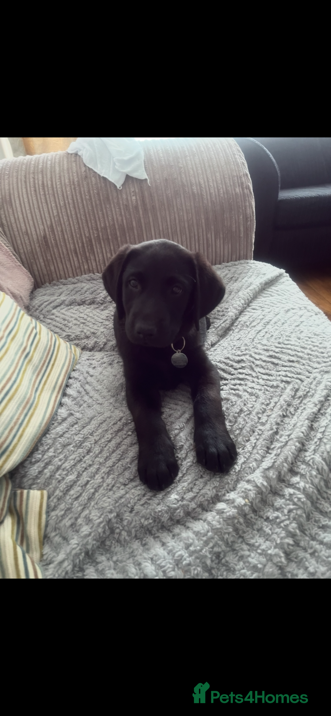 Labrador Retriever dogs for sale: Wanted male Labrador puppy - Advert 1