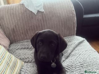 Labrador Retriever dogs Wanted male Labrador puppy - Advert 6