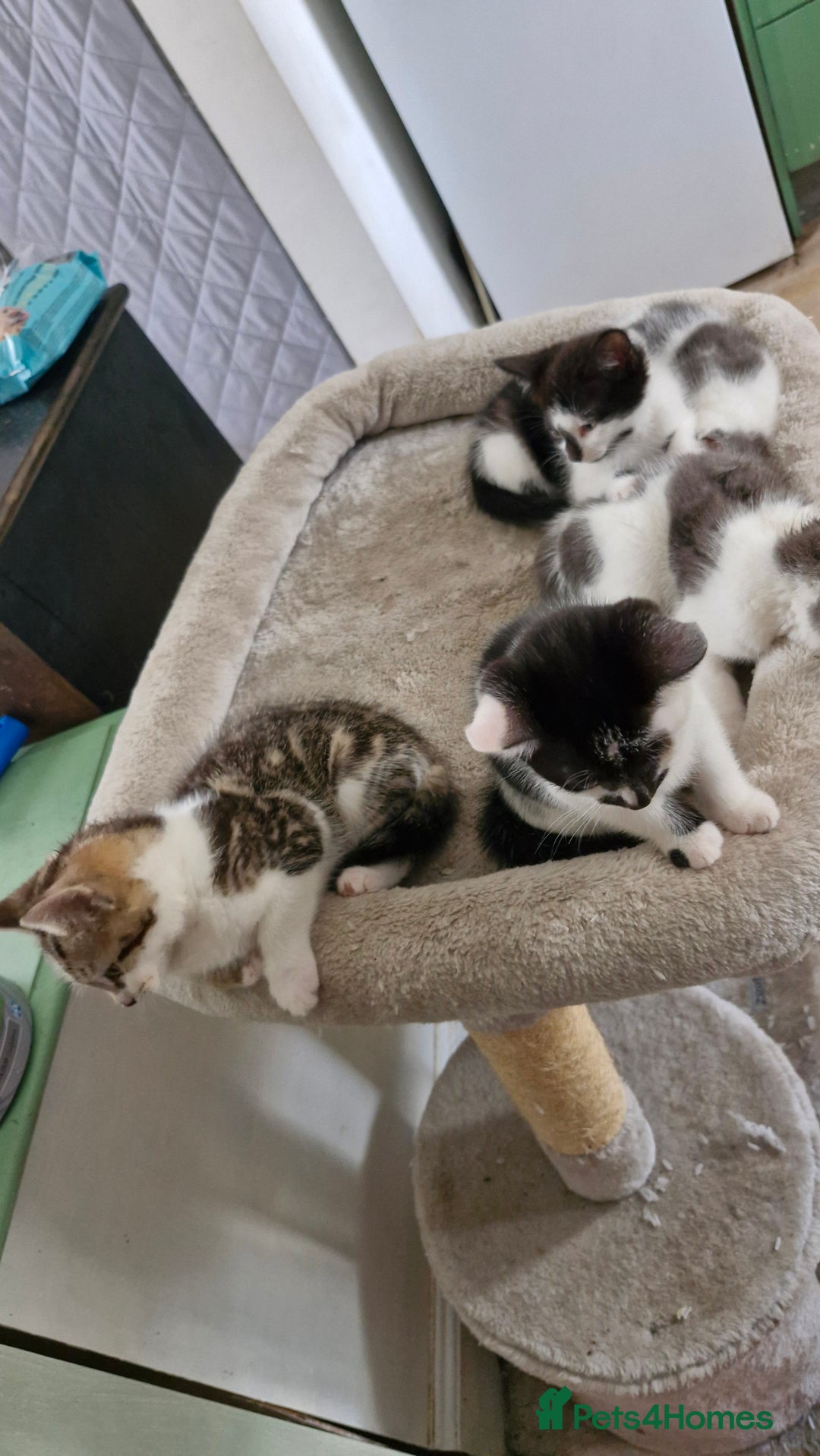 Mixed Breed cats for sale: READY NOW  - Image 3