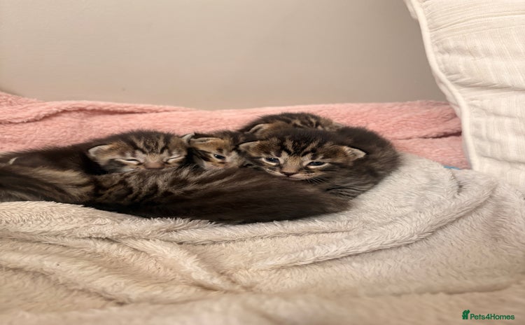 Bengal cats - Advert 15