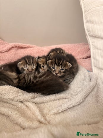 Bengal cats - Advert 15