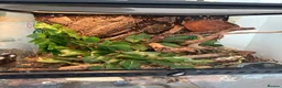 Gecko reptiles for sale: Gecko With full set up - Advert 2