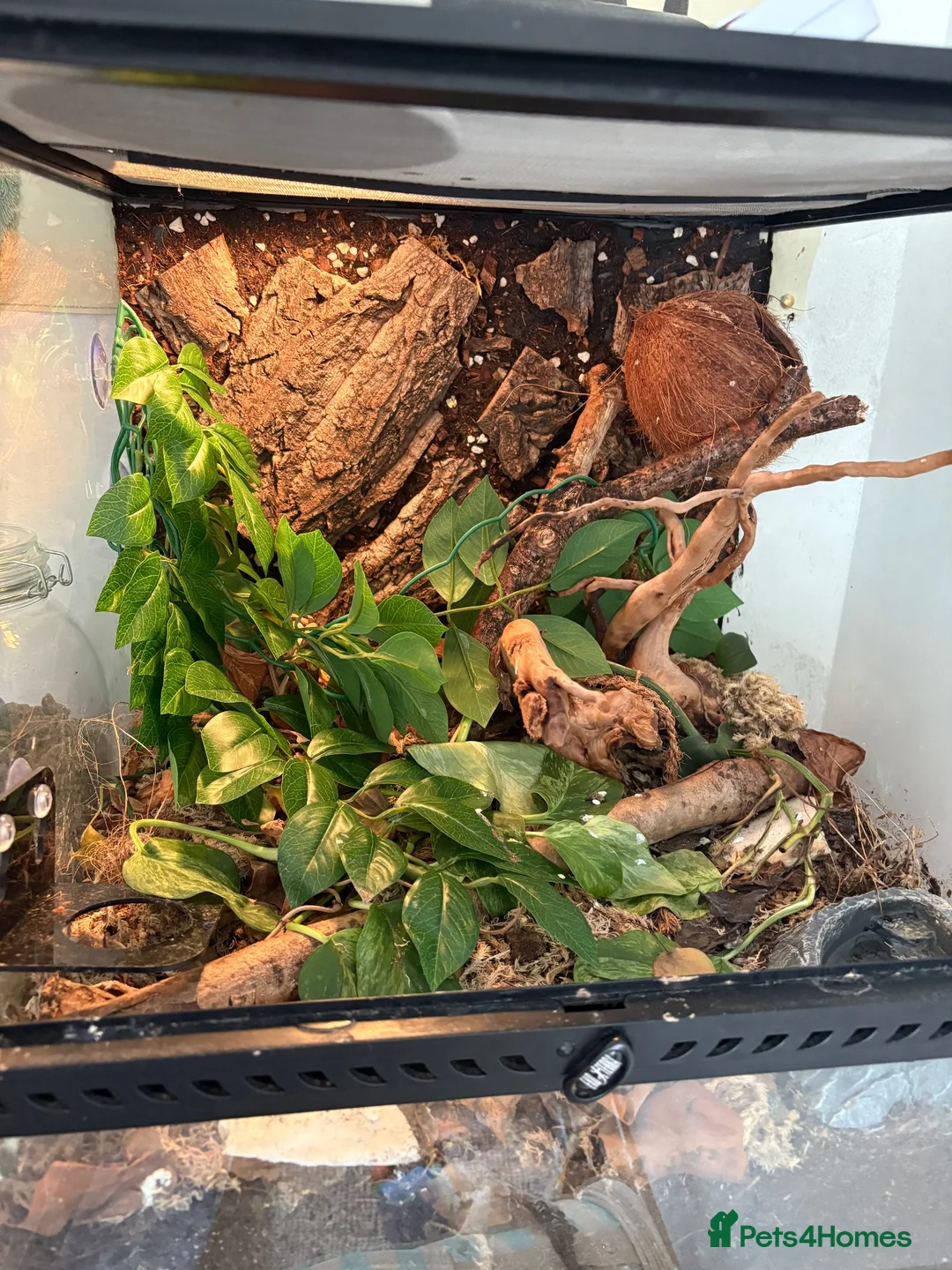 Gecko reptiles for sale: Gecko With full set up - Advert 2