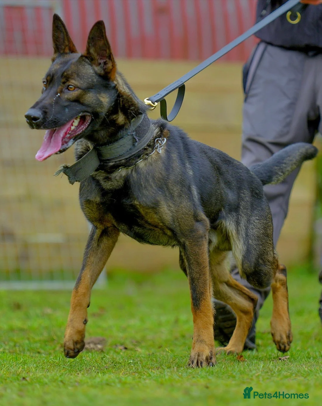 Mixed Breed dogs for sale: Reduced bullherders proven lines  - Advert 2